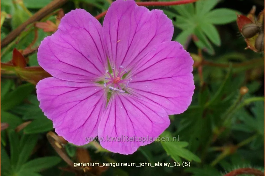 Geranium sanguineum 'John Elsley'