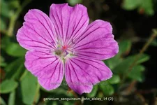 Geranium sanguineum 'John Elsley'