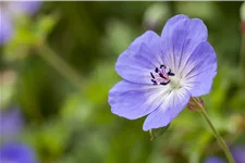 Geranium wallichianum 'Rozanne'®