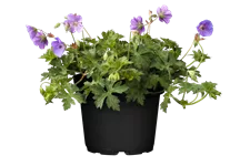 Geranium wallichianum 'Rozanne'®