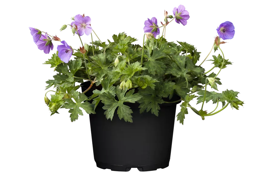 Geranium wallichianum 'Rozanne'®
