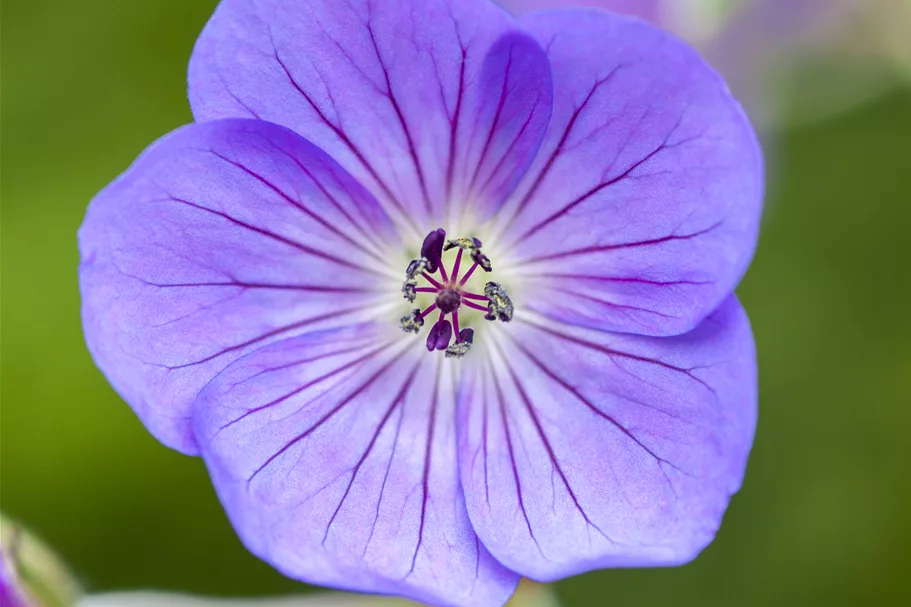 Geranium wallichianum 'Rozanne'®