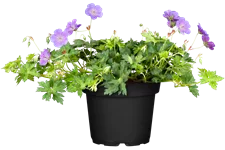 Geranium wallichianum 'Rozanne'®