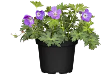Geranium wallichianum 'Rozanne'®