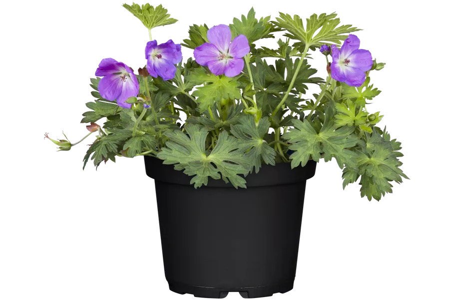Geranium wallichianum 'Rozanne'®