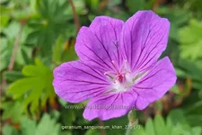Geranium sanguineum 'Khan'