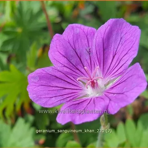 Geranium sanguineum 'Khan'