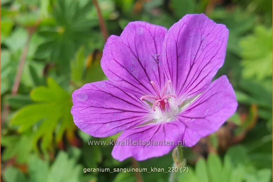 Geranium sanguineum 'Khan'