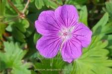 Geranium sanguineum 'Khan'