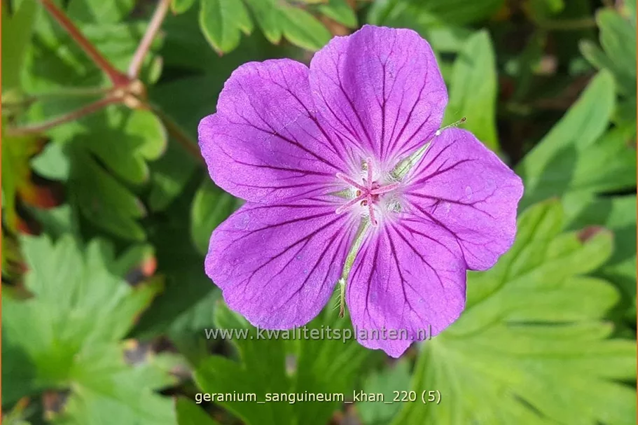 Geranium sanguineum 'Khan'