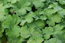 Geranium magnificum 'Turco'
