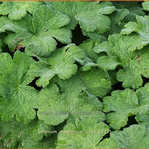 Geranium magnificum 'Turco'