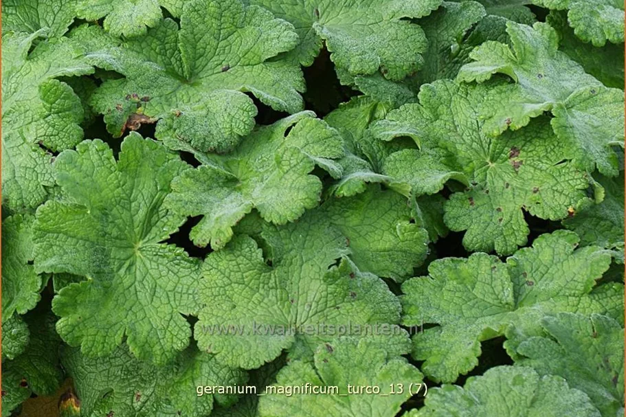Geranium magnificum 'Turco'