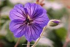 Geranium magnificum 'Turco'