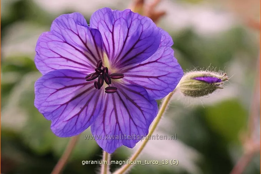 Geranium magnificum 'Turco'