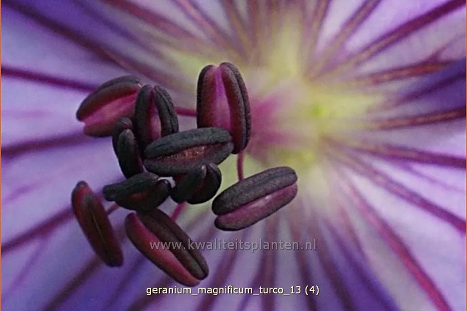 Geranium magnificum 'Turco'