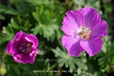Geranium sanguineum 'Max Frei'