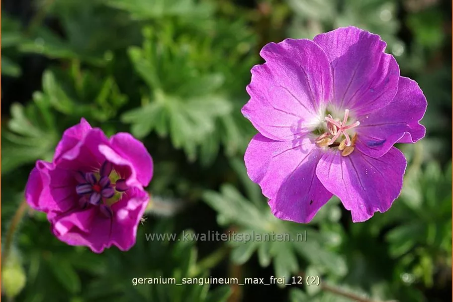 Geranium sanguineum 'Max Frei'