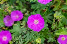 Geranium sanguineum 'Max Frei'