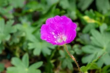 Geranium sanguineum 'Max Frei'