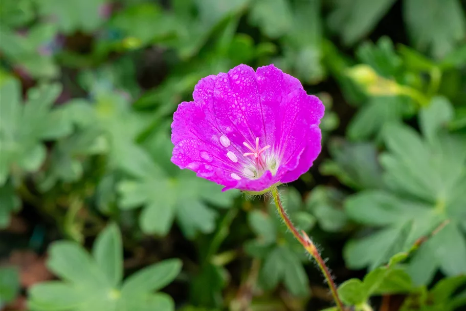 Geranium sanguineum 'Max Frei'
