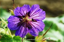 Geranium magnificum 'Turco'