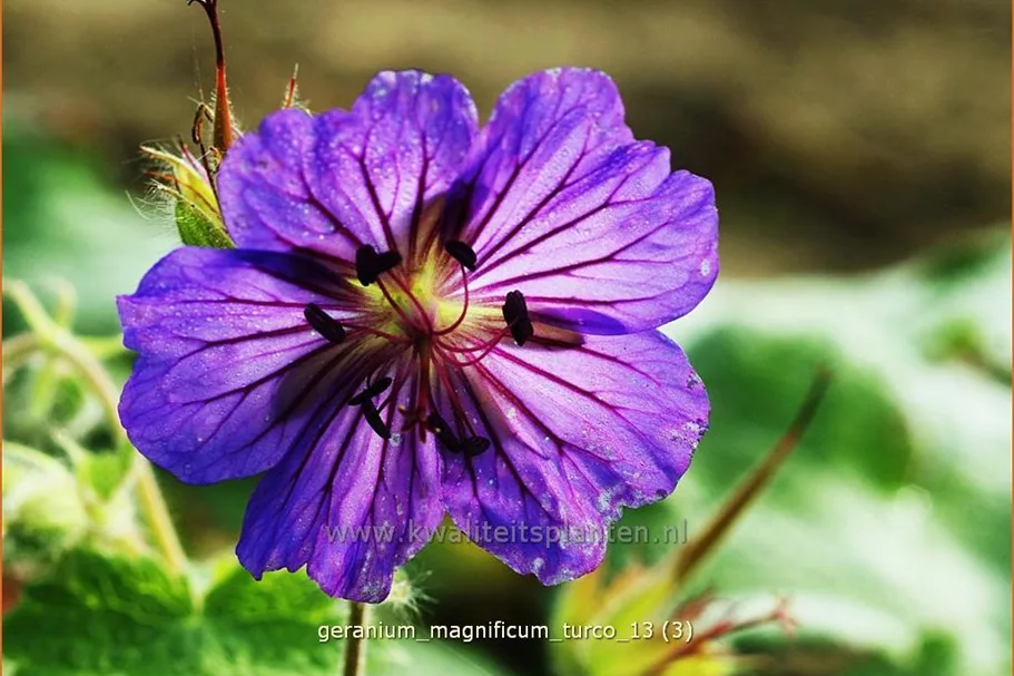 Geranium magnificum 'Turco'
