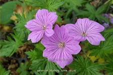 Geranium 'Blushing Turtle®'