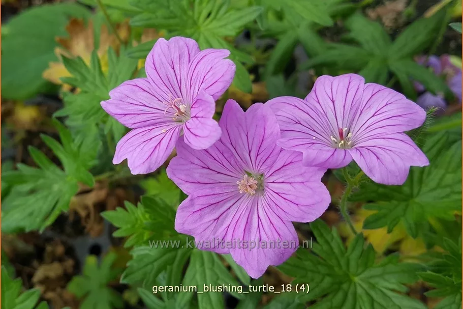 Geranium 'Blushing Turtle®'