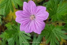 Geranium 'Blushing Turtle®'