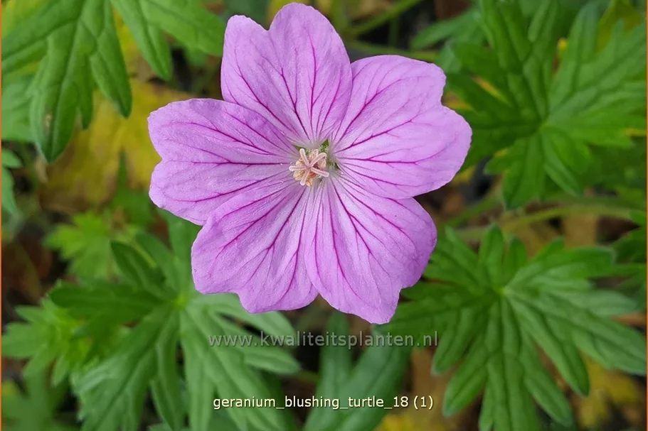 Geranium 'Blushing Turtle®'