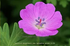 Geranium sanguineum 'New Hampshire Purple'