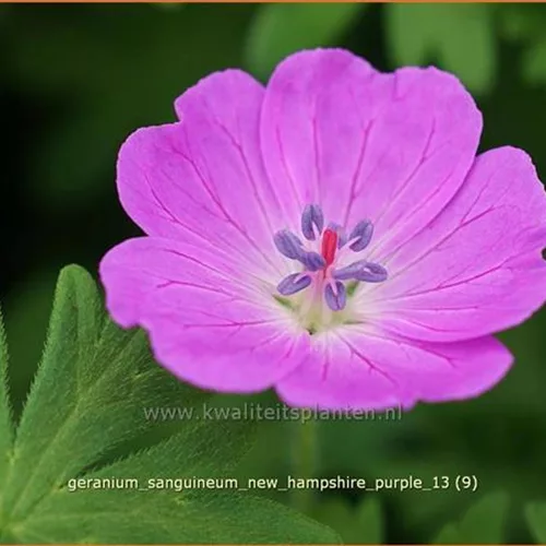 Geranium sanguineum 'New Hampshire Purple'