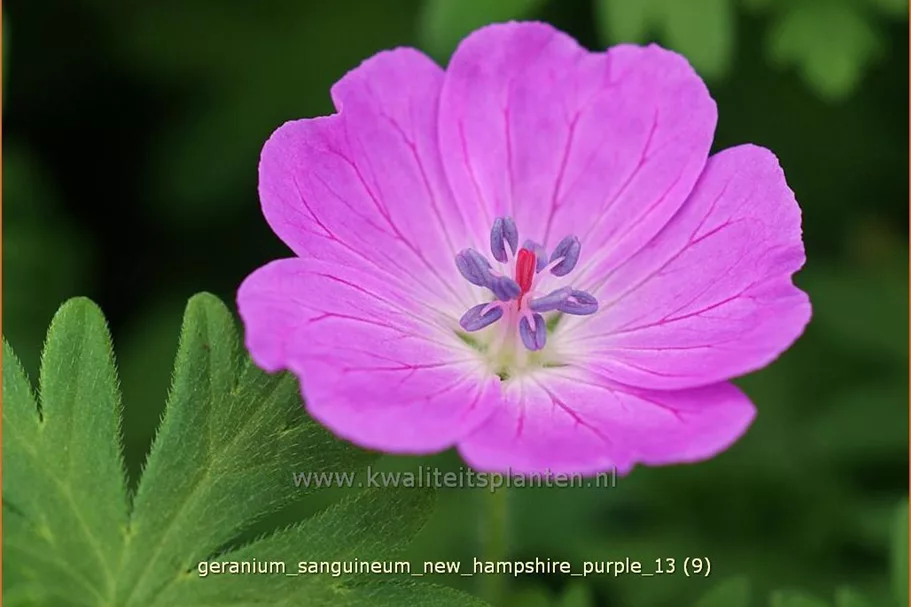 Geranium sanguineum 'New Hampshire Purple'