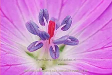 Geranium sanguineum 'New Hampshire Purple'