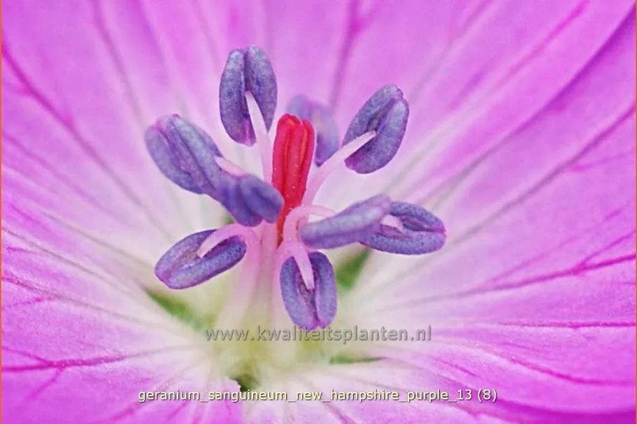 Geranium sanguineum 'New Hampshire Purple'