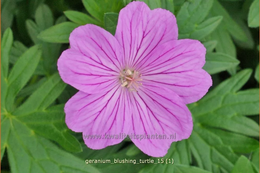 Geranium 'Blushing Turtle®'