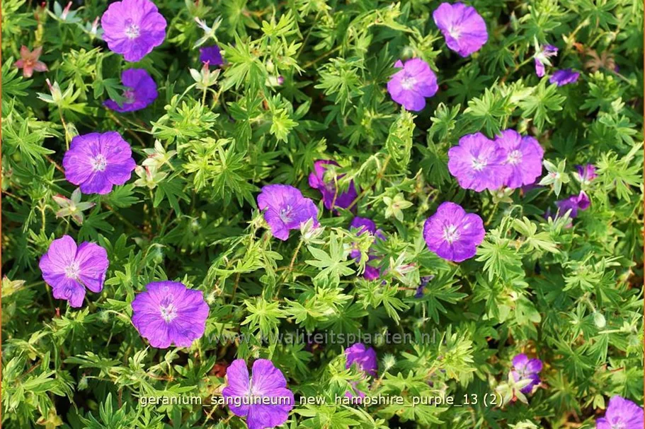 Geranium sanguineum 'New Hampshire Purple'