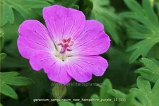Geranium sanguineum 'New Hampshire Purple'
