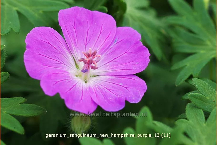 Geranium sanguineum 'New Hampshire Purple'