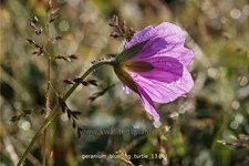 Geranium 'Blushing Turtle®'