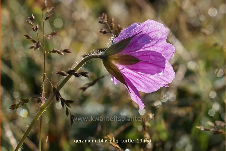 Geranium 'Blushing Turtle®'