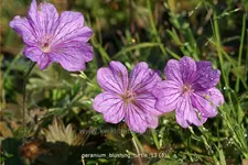 Geranium 'Blushing Turtle®'