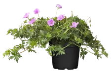 Geranium 'Blushing Turtle®'