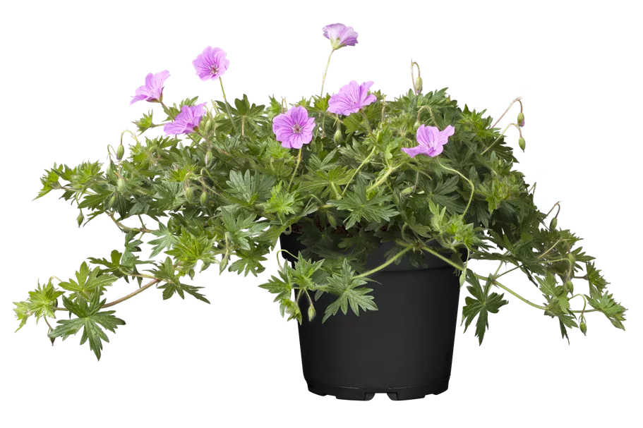 Geranium 'Blushing Turtle®'