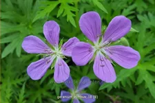 Geranium collinum 'Nimbus'