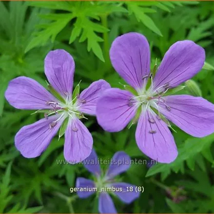 Geranium collinum 'Nimbus'