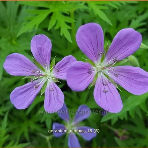 Geranium collinum 'Nimbus'