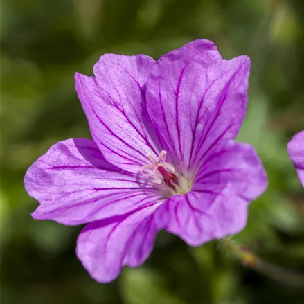 Geranium 'Blushing Turtle®'