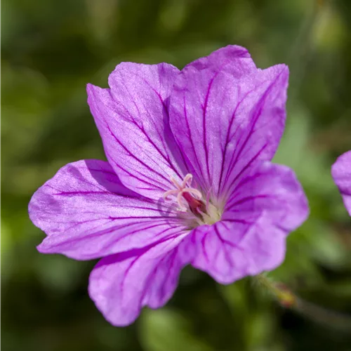 Geranium 'Blushing Turtle®'
